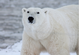 Urso polar