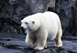 Urso polar