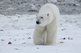 Urso polar