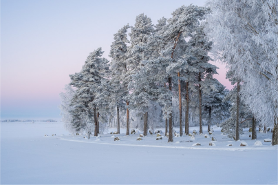 Floresta na época de inverno